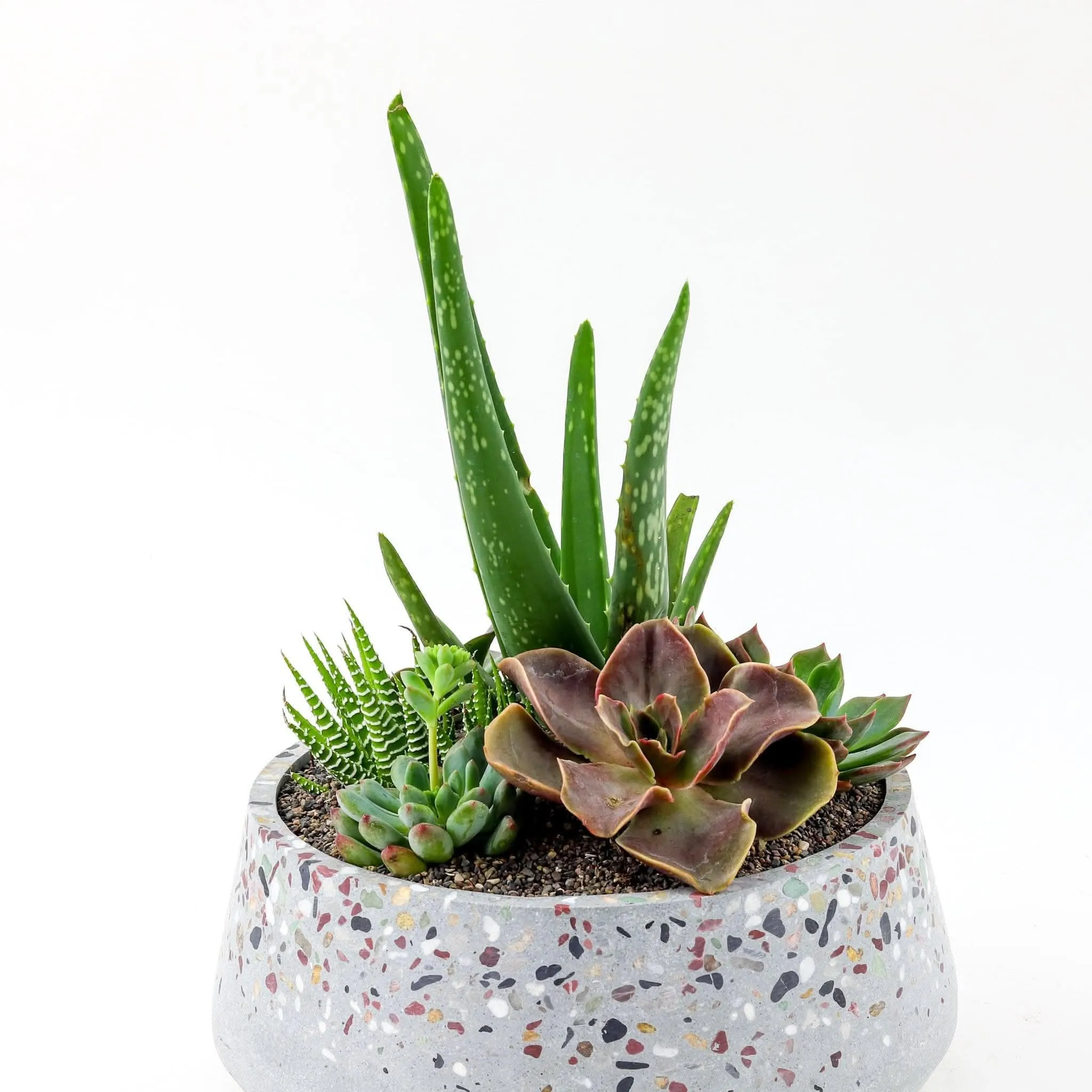 Terrazzo   Citrine Succulent Planting