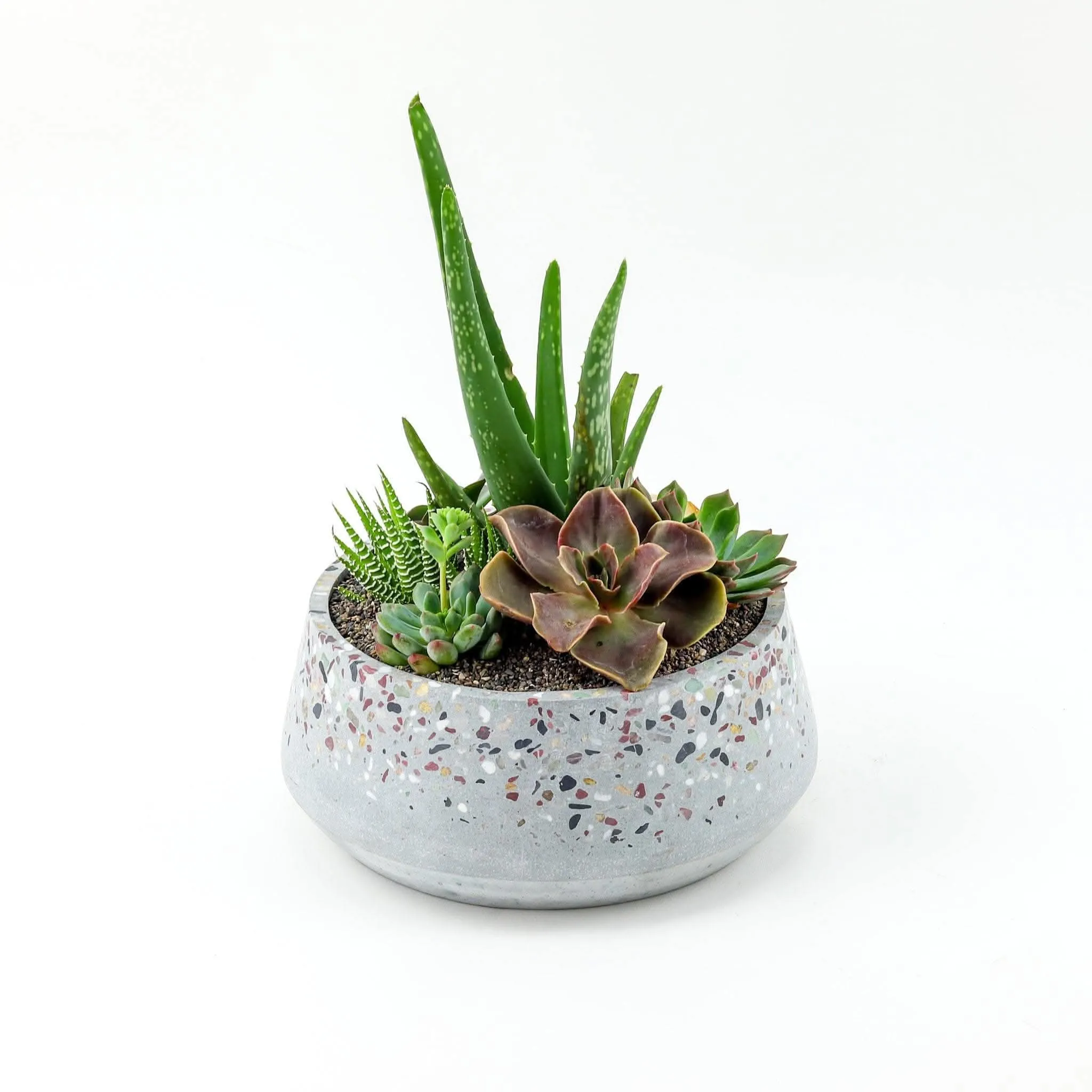 Terrazzo   Citrine Succulent Planting