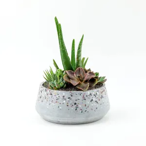 Terrazzo   Citrine Succulent Planting