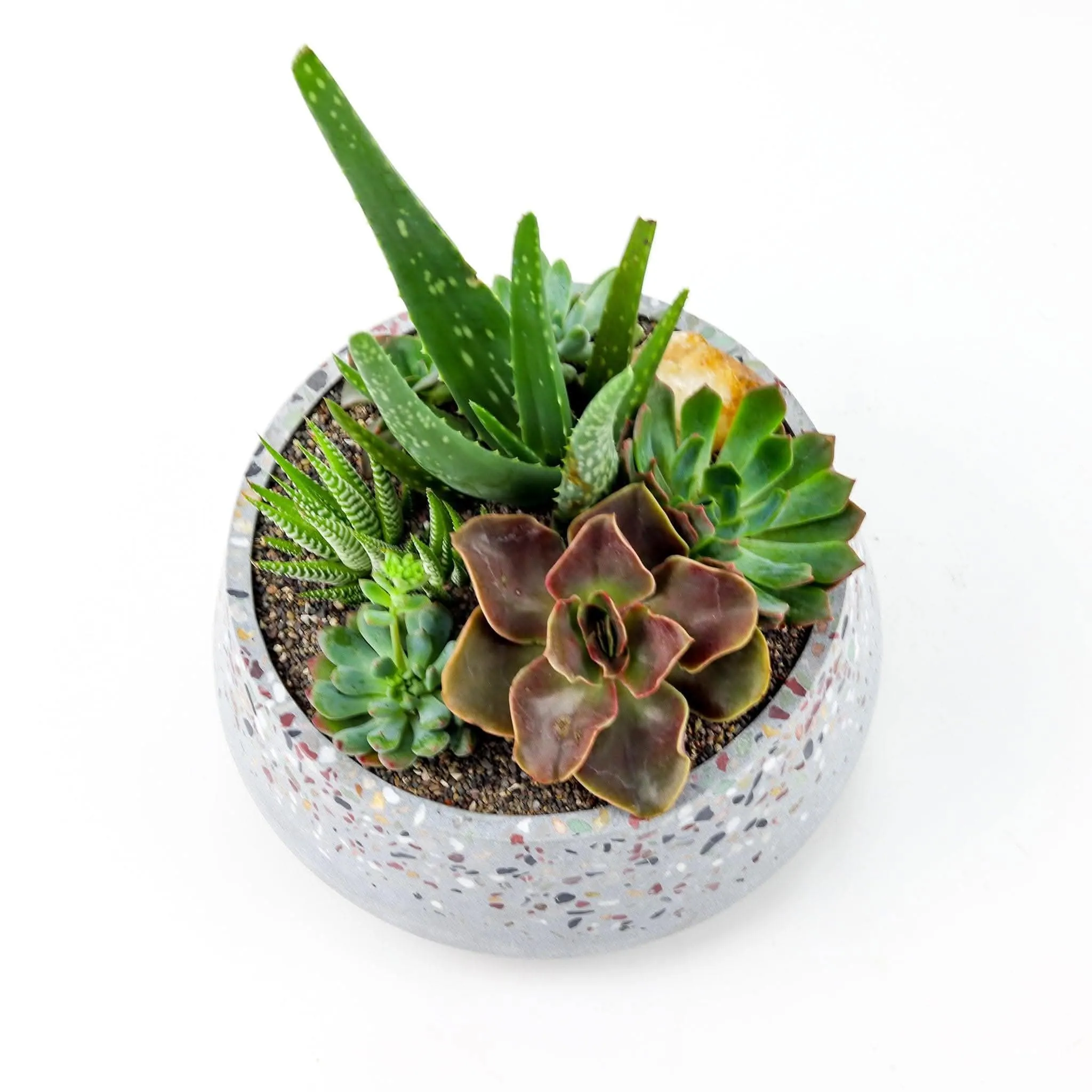 Terrazzo   Citrine Succulent Planting