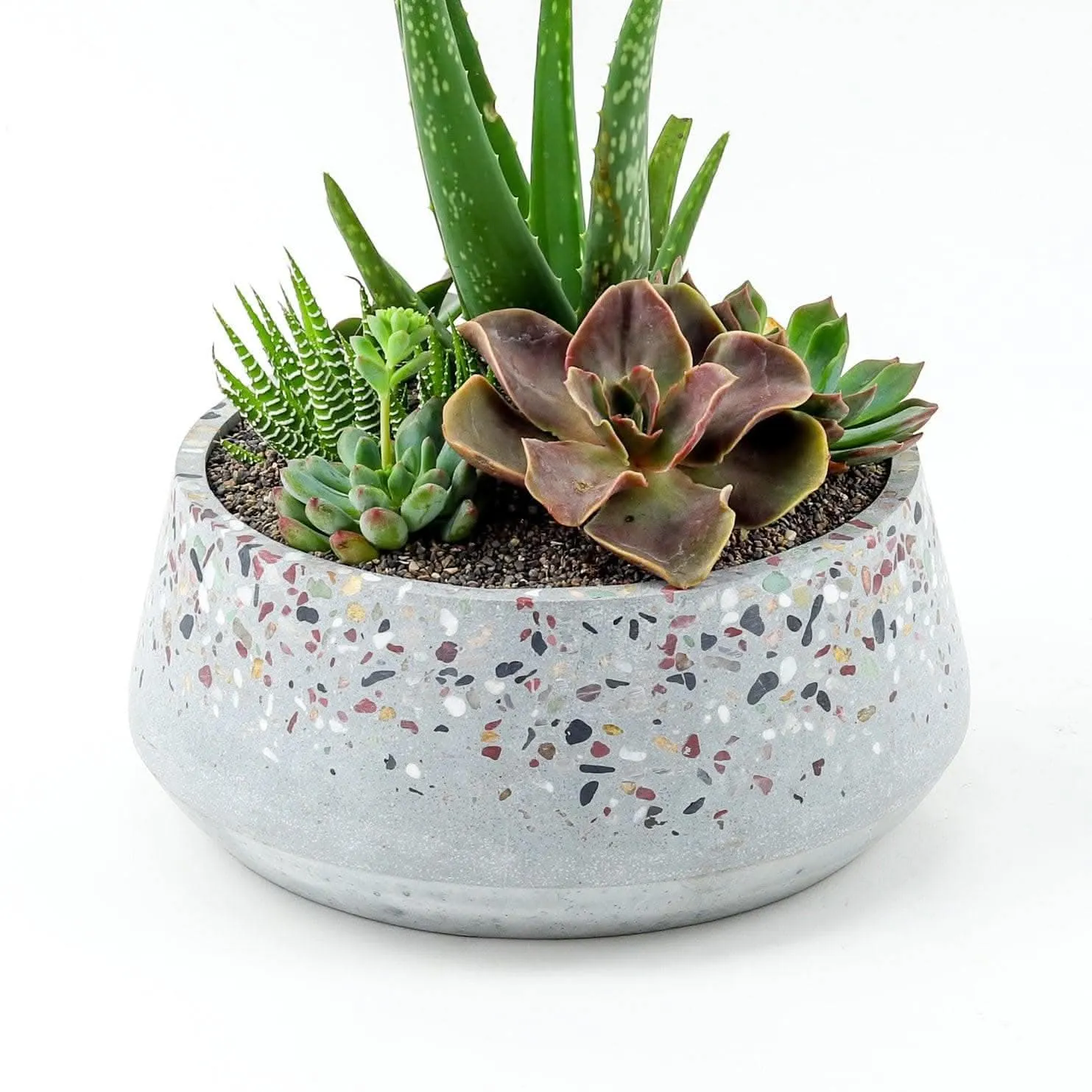 Terrazzo   Citrine Succulent Planting