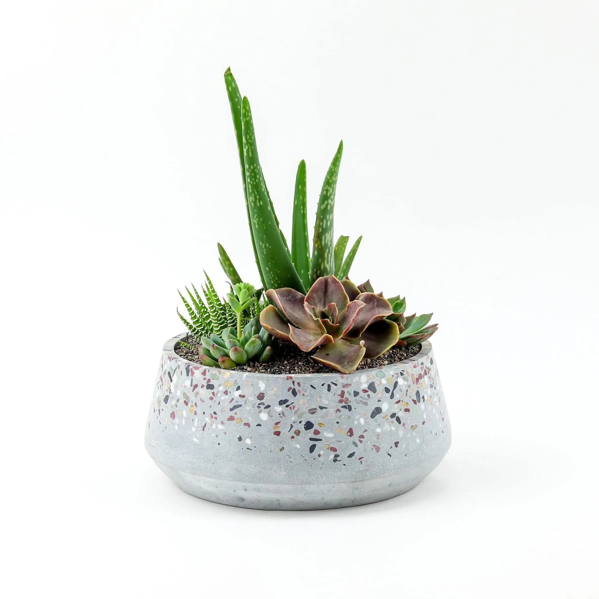 Terrazzo   Citrine Succulent Planting