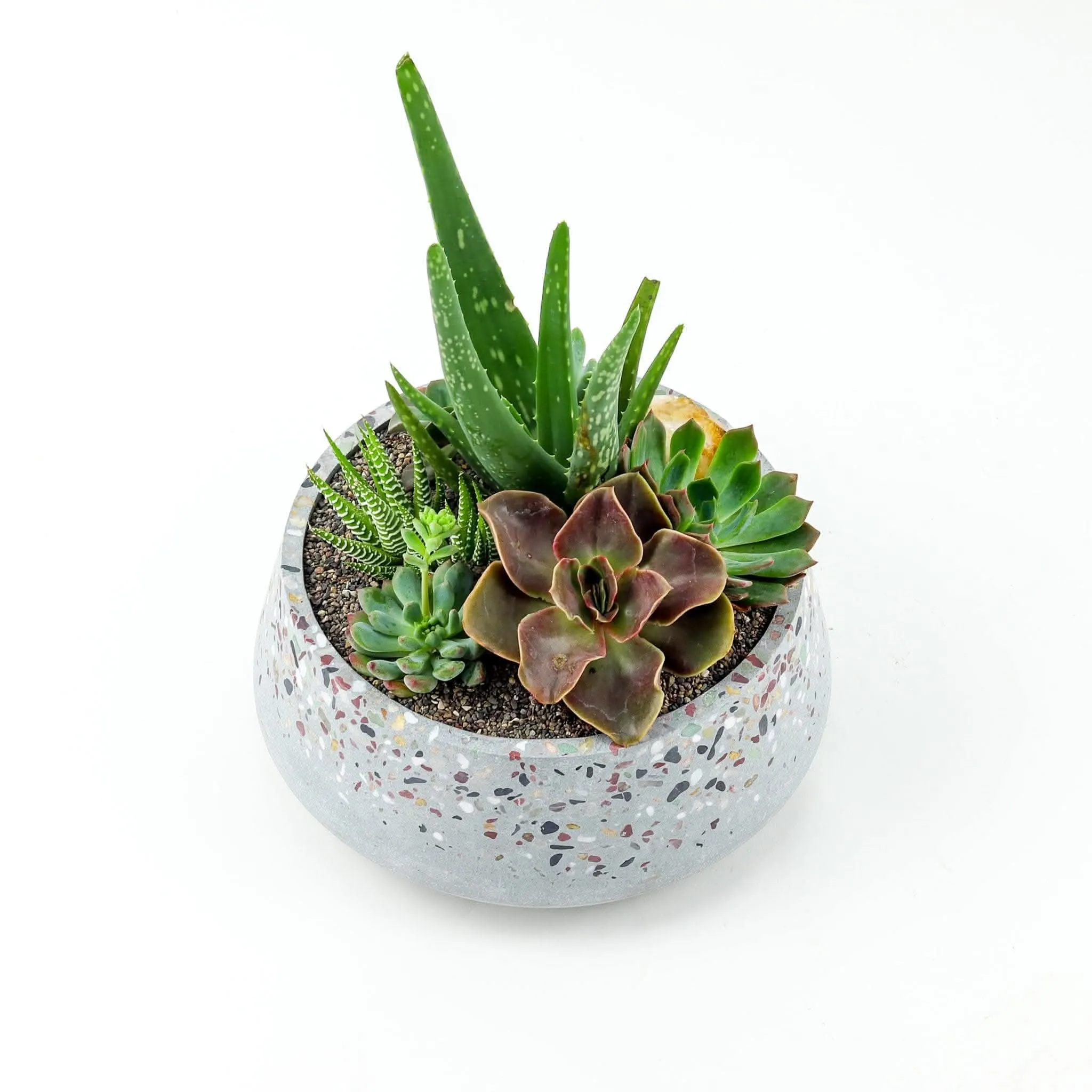 Terrazzo   Citrine Succulent Planting